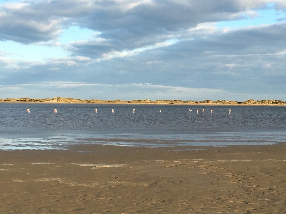 Frankreich - Arles - Auf der anderen Seite schaut man den Flamingos beim Frühstück zu. 
