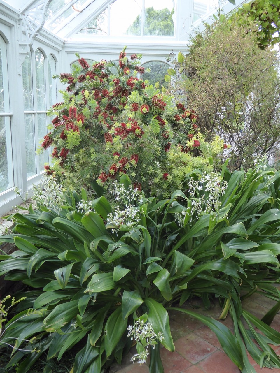 Ireland - Malahide - Lord Milo Talbot created the botanic gardens when he inherited the estate in 1948. He took a particular interest in Southern Hemisphere plants and the garden has a fine collection of Australasian and Chilean ones.