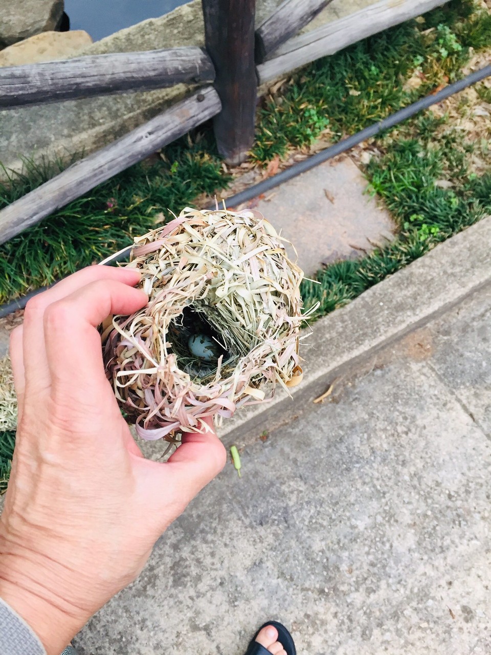 Südafrika -  - Ein Webervogelnest ist durch den Wind vom Baum gefallen, leider waren da schon Eier drin