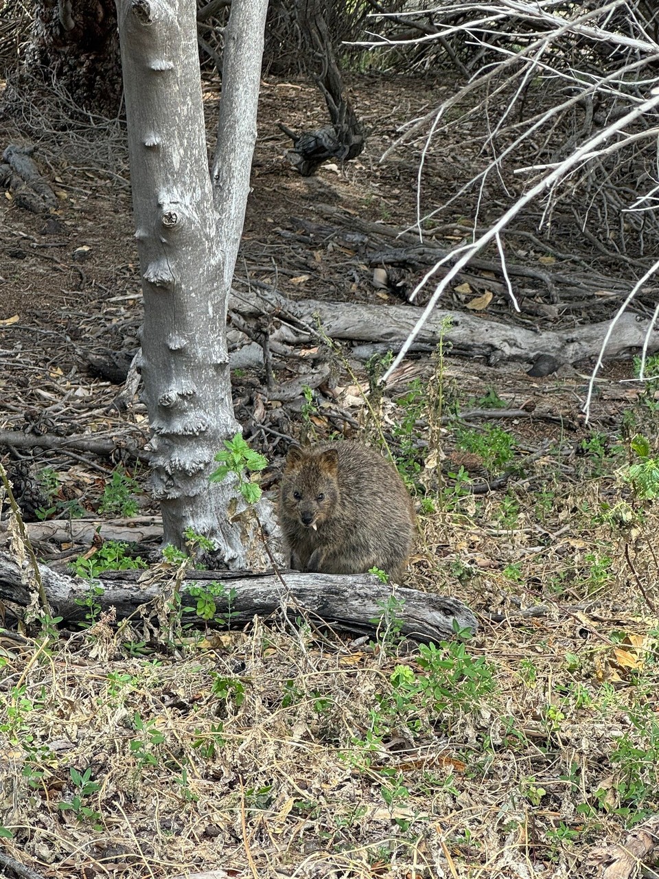 Australien - Rottnest - 