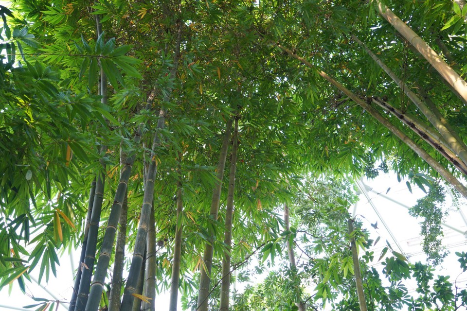 Madagaskar - unbekannt - 