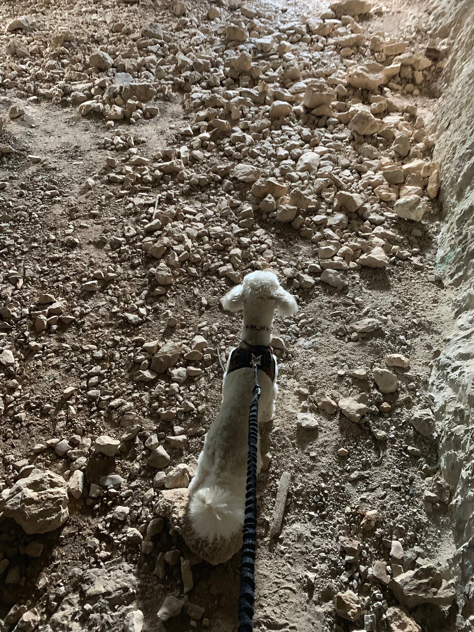 Italien - Montichiari - Höhlenhund