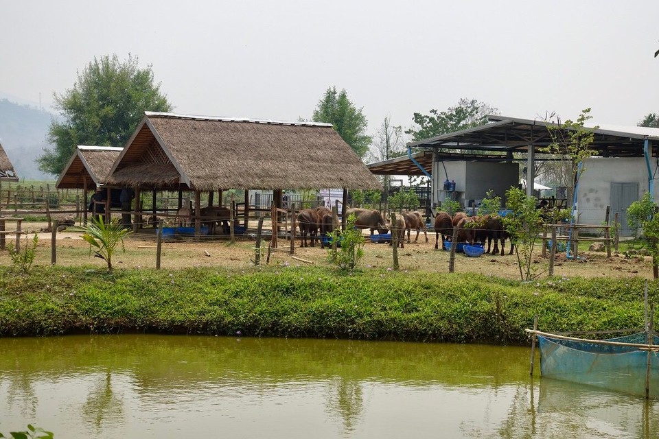 Laos - Luang Prabang - Buffalo farm