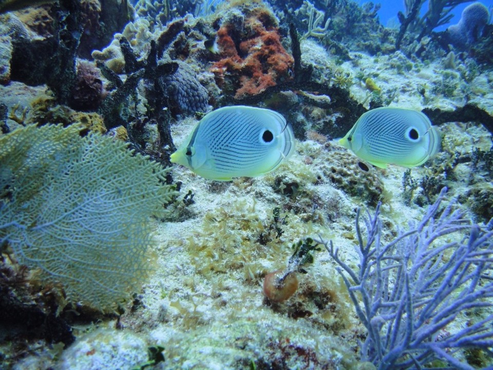 Mexiko - Playa del Carmen - Butterfly Fisch 