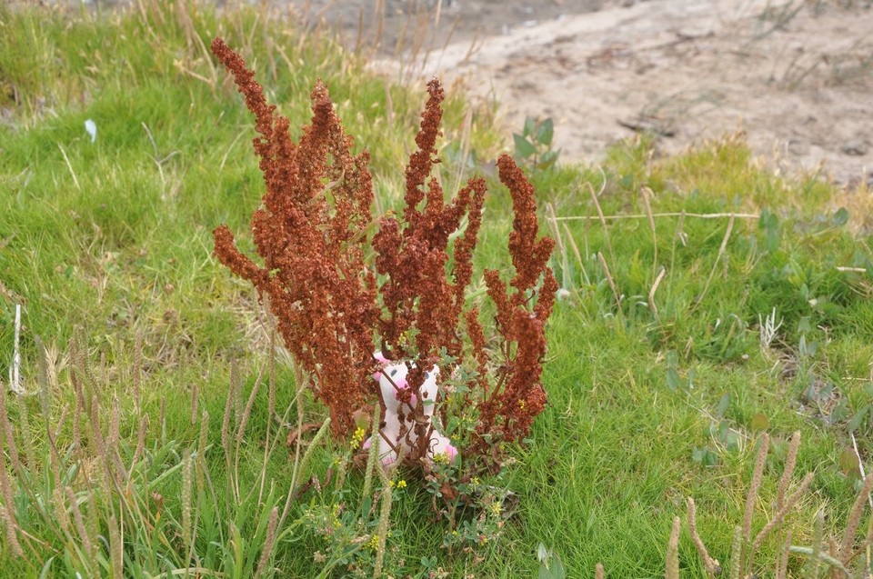Australien - Coonawarra - Versteckis oder Notdurft?