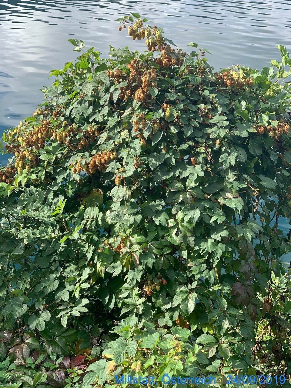Österreich - Millstatt - Hopfen der nicht hängt?