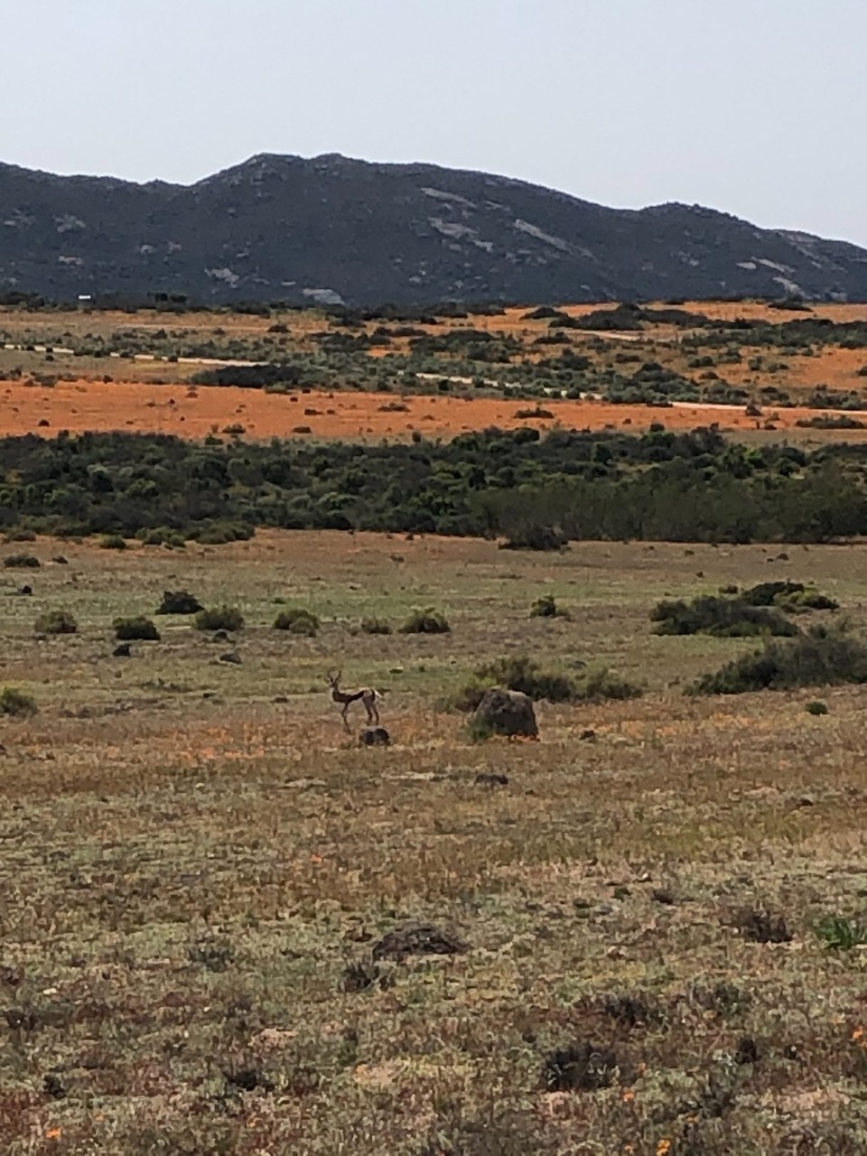 Südafrika - Springbok - 