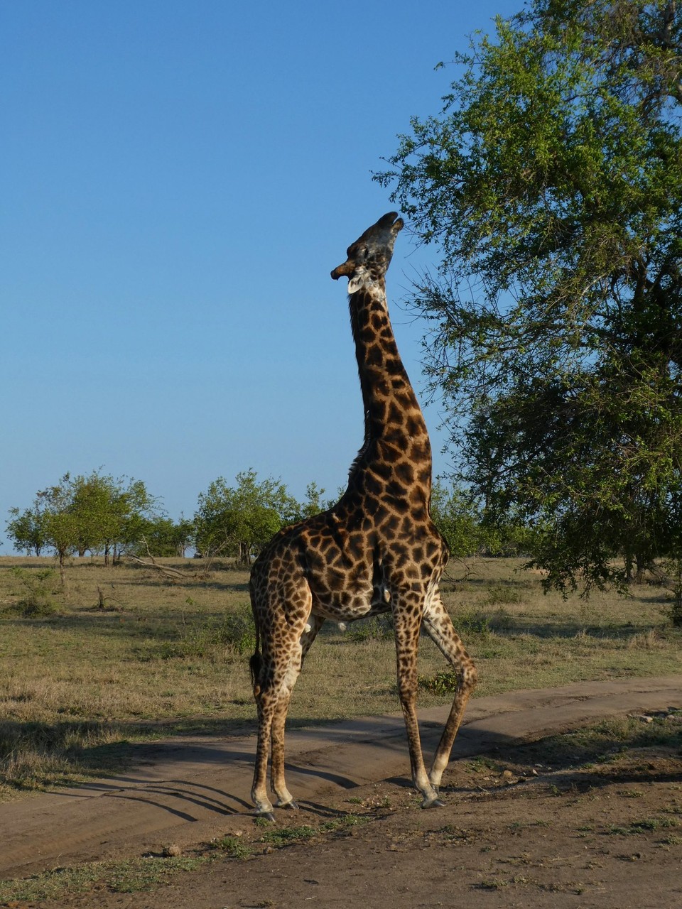 Südafrika - Kruger-Nationalpark - 