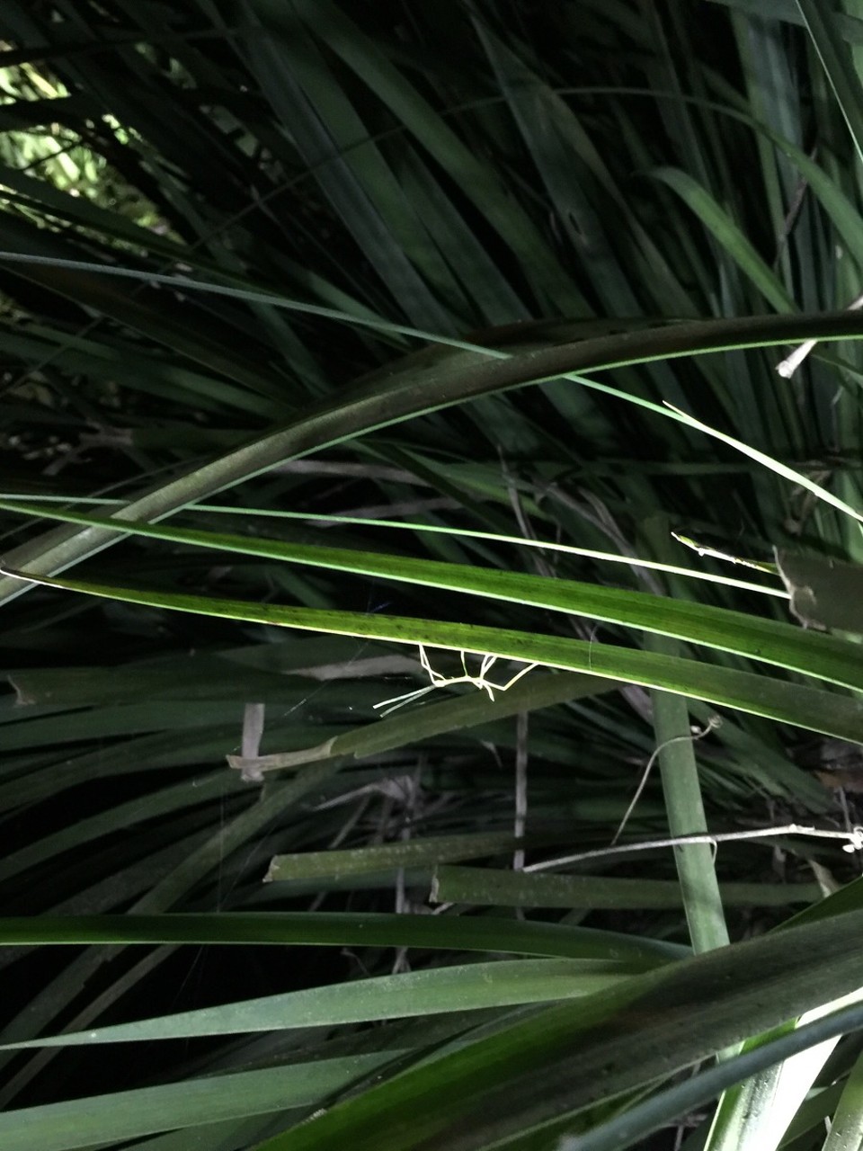 Costa Rica -  - 