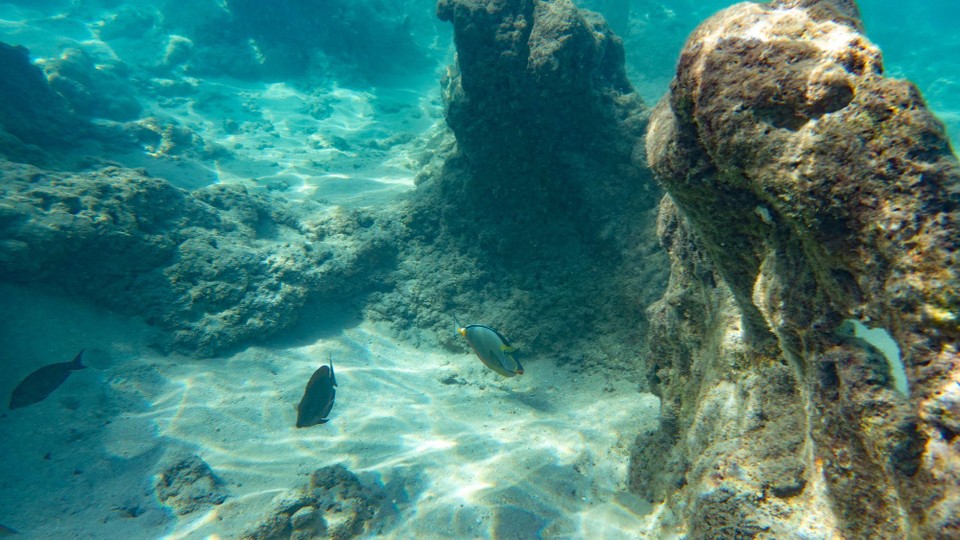 USA - Honolulu - Und noch mehr Fische.