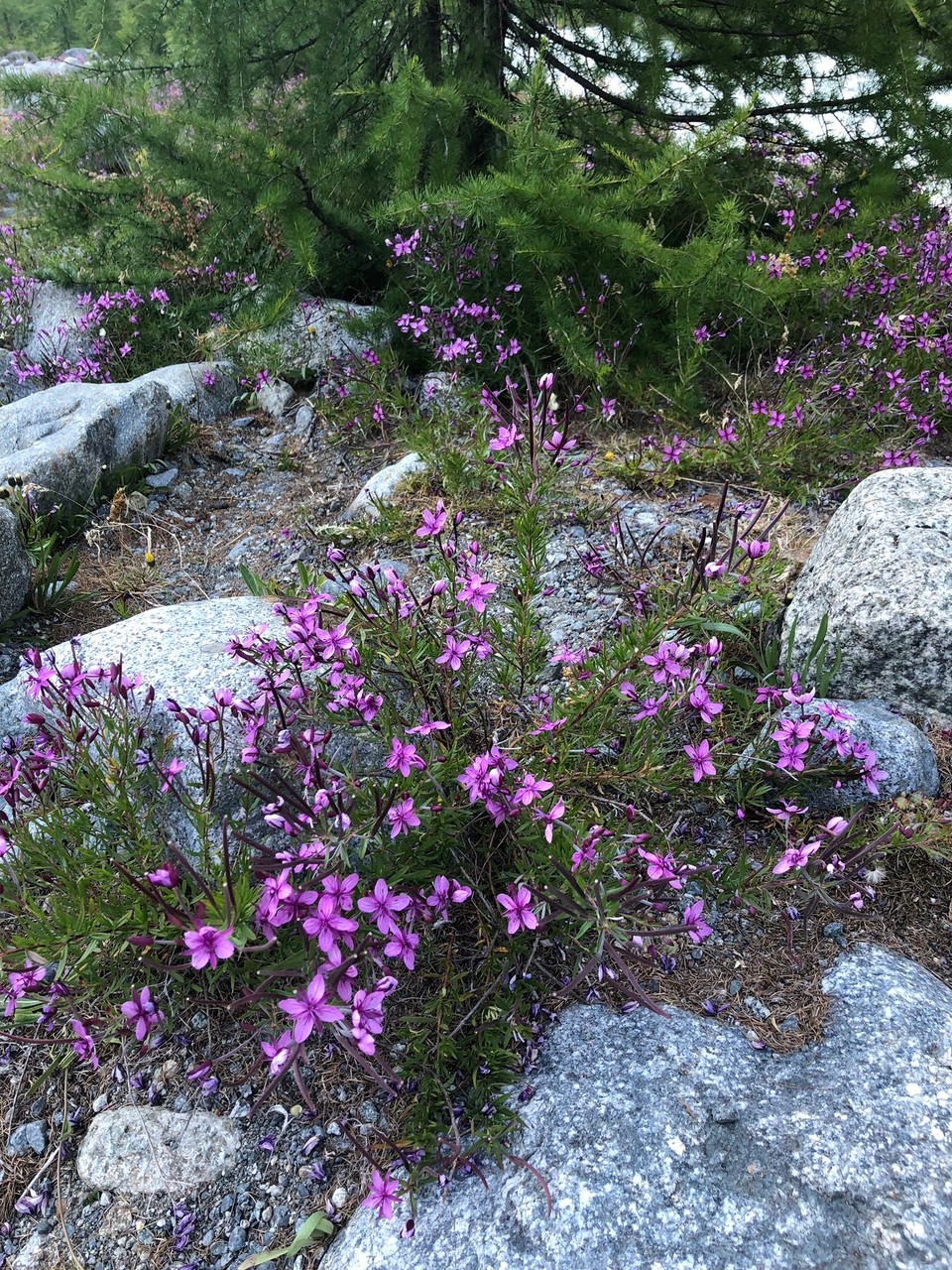 Schweiz - Pontresina - Am Glletscherbach