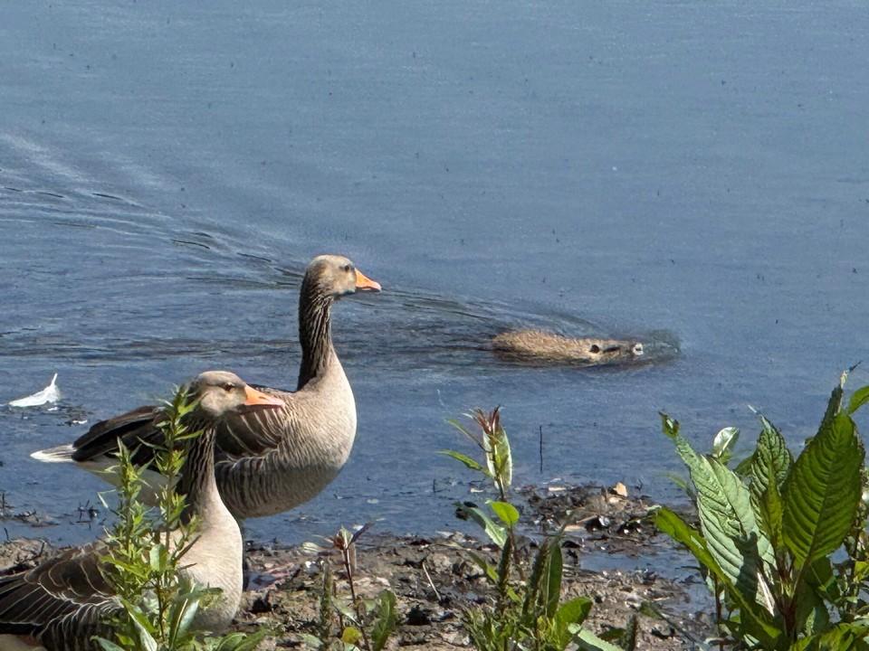 Deutschland - Schieder-Schwalenberg - 