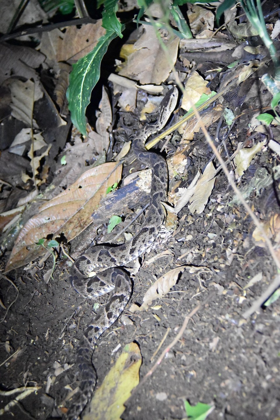 Costa Rica - La Fortuna - Dann jedoch war es nicht mehr so lustig, eine Terciopelo-Lanzenotter kreuzte unseren Weg. Sie ist die gefährlichste Schlange des Landes, für die Hälfte aller Schlangenbisse und für die meisten Todesfälle verantwortlich.