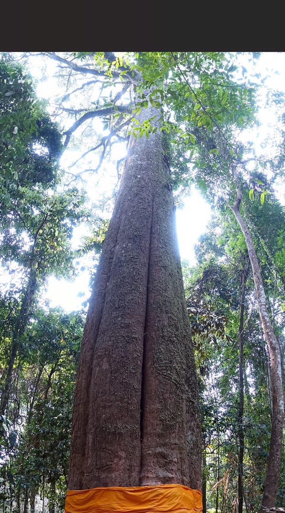 Laos - Huay Xai - Største treet i Laos sides det. 