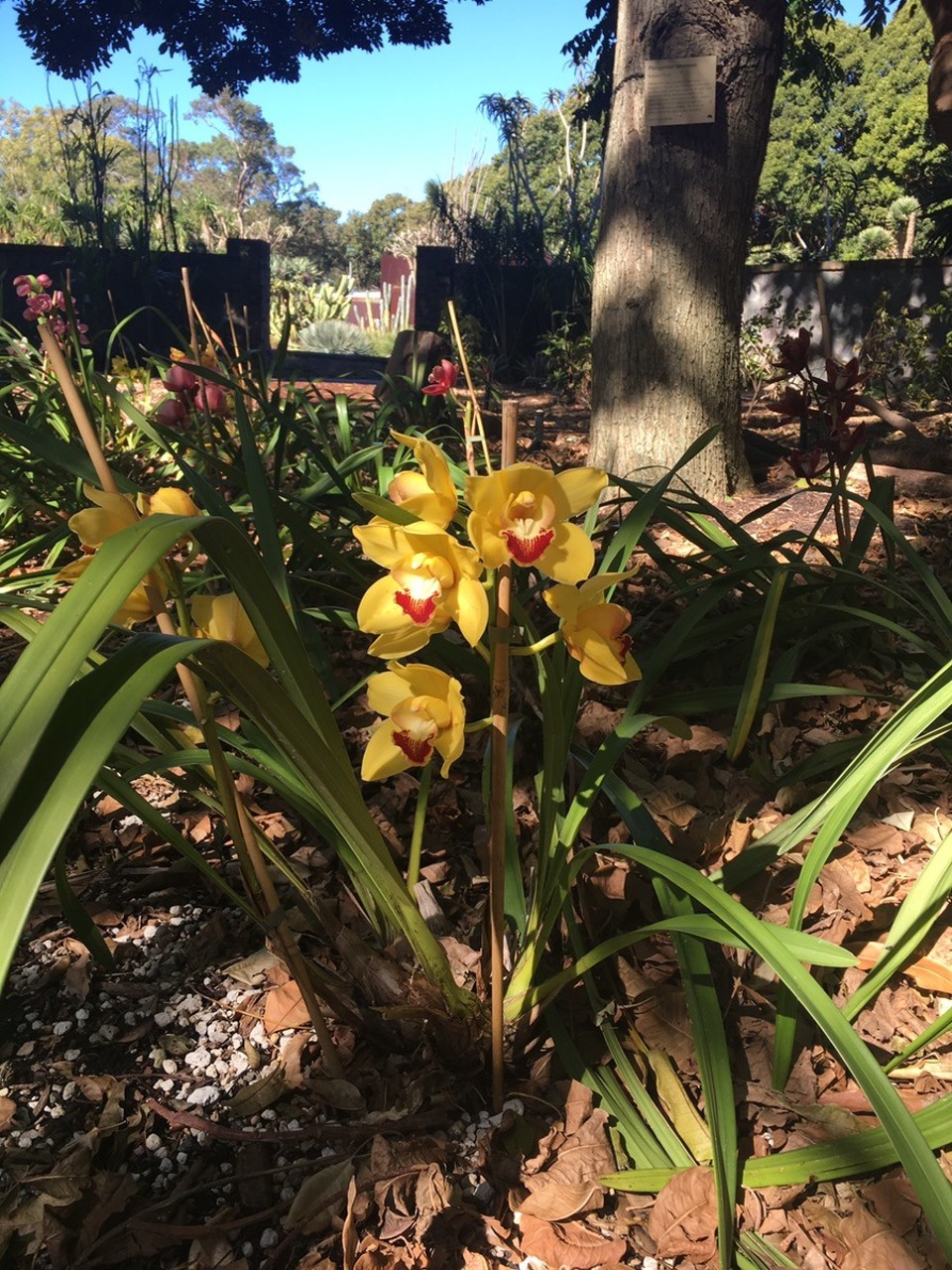 Ausztrália - Sydney - 