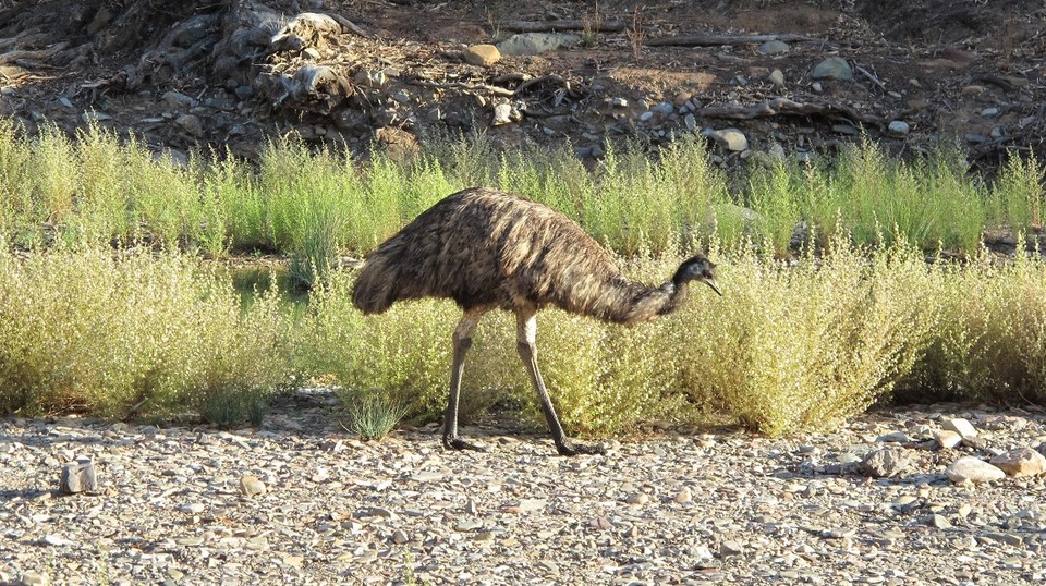 Australia - unbekannt - 