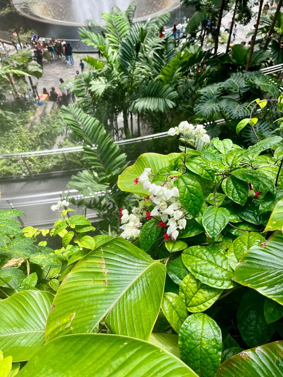Singapur - Singapur - 