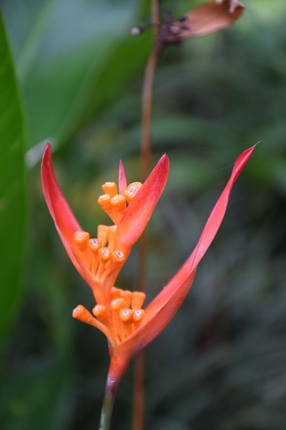 Cookinseln - Rarotonga - 