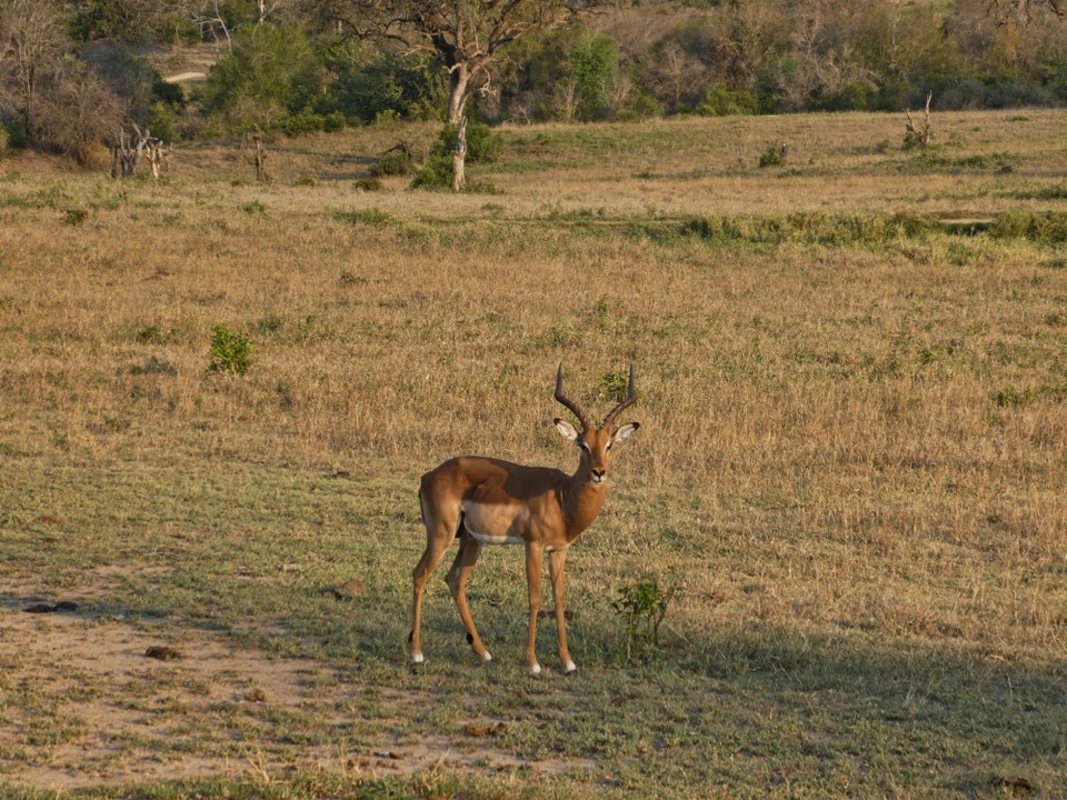 Südafrika - Kruger-Nationalpark - Impala