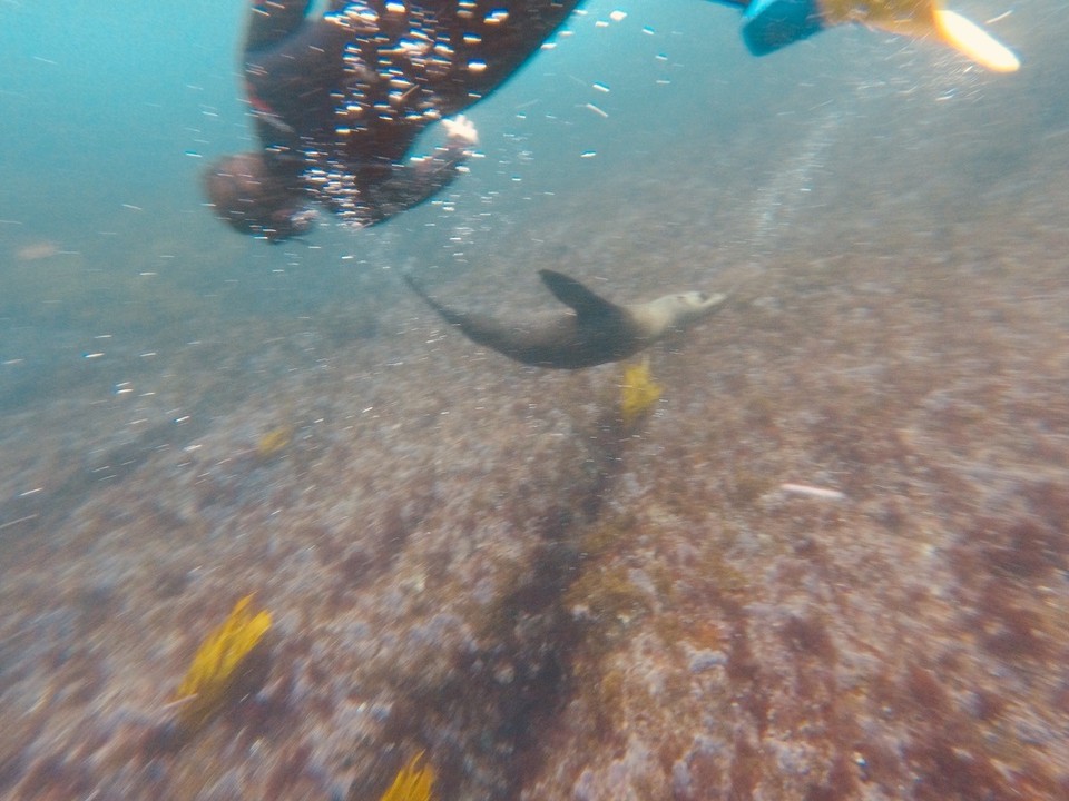 Australia - Montague Island - 