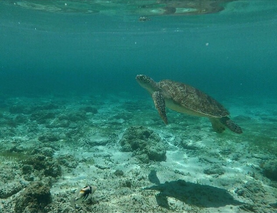 Indonesien - Lombok Utara - 🐢