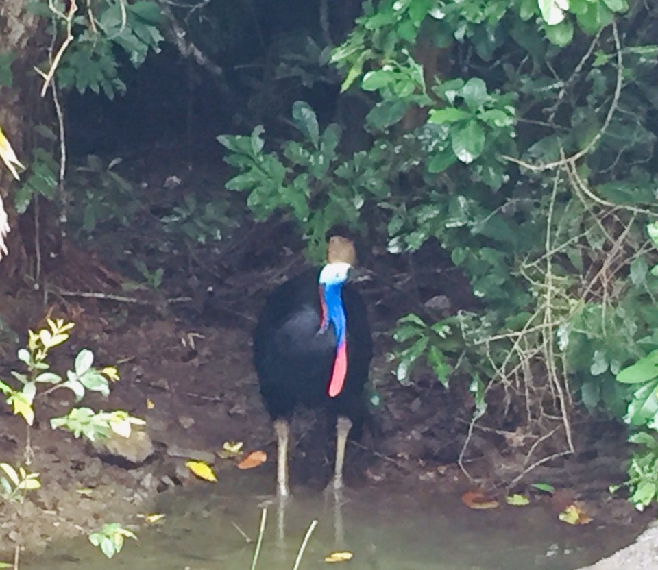 Australien - Cape Tribulation - Ein Cassuarie ist ein seltener, dafür aber großer Vogel, der unseren Weg kreuzt. 