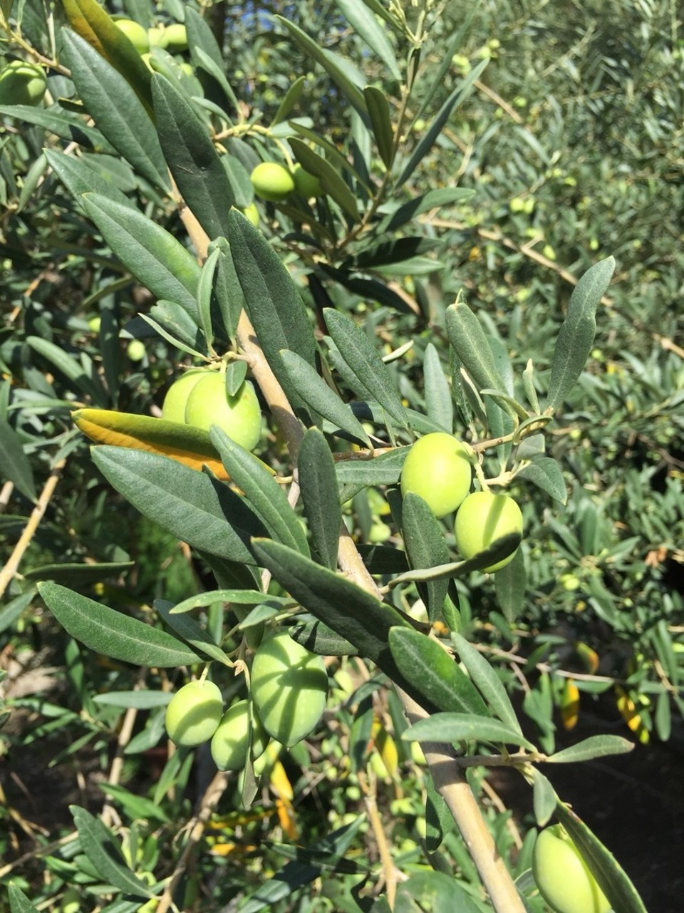 Italien - Taormina - 