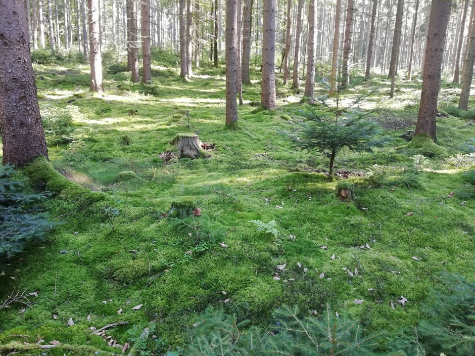 Deutschland - Höchstädt im Fichtelgebirge - Ist das nicht einfach nur wundervoll? 