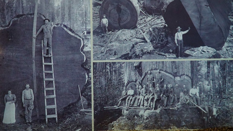 Neuseeland - Rotorua - Die ersten Siedler müssen ganz schön gestaunt haben