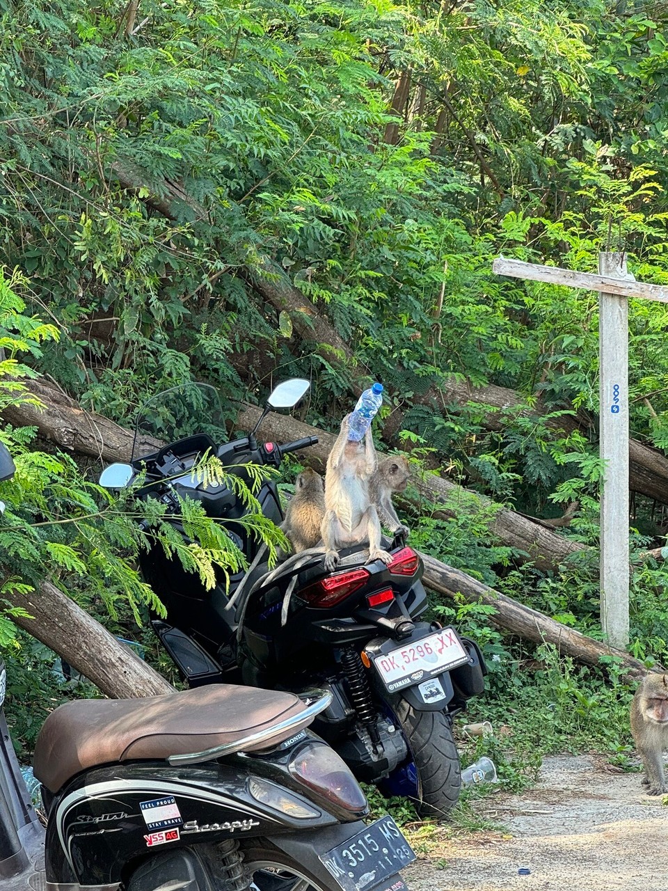 Indonesien - Karangasem - Rollerfahra chaner, d Fläscha het a andera müasa öffna☺️