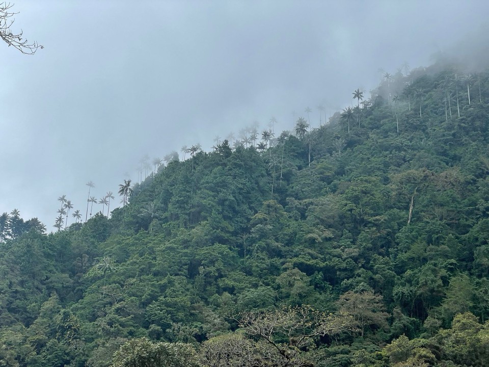 Kolumbien - Ibagué - Am Nachmittag kamen einige Wolken auf ☁️- die Palmen waren immer noch beeindrucken 🌴 