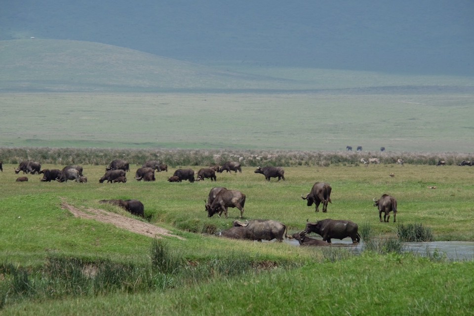  - Schutzgebiet Ngorongoro - Tausende Wildtiere 
