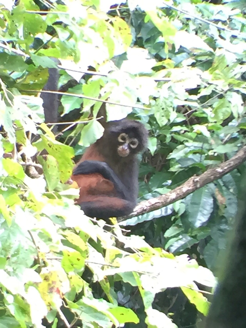 Costa Rica - Osa - 