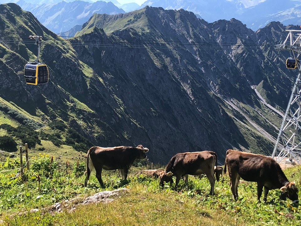 Deutschland - Oberstdorf - 2.Station Nebelbahn Begegnungen mit Kühen