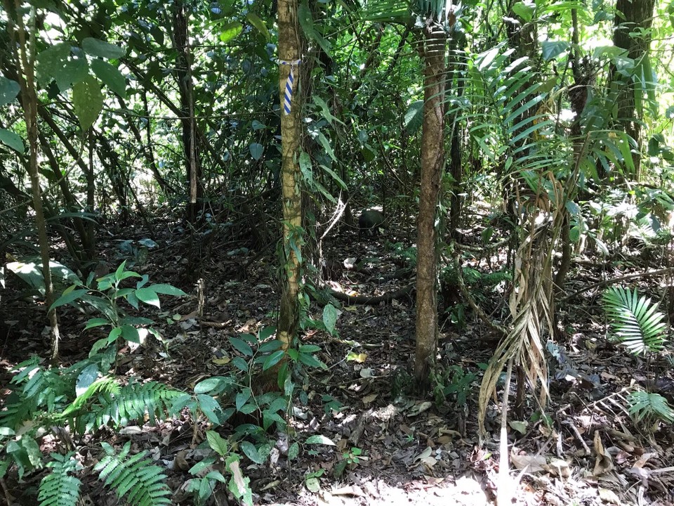Costa Rica - Sarapiqui - 