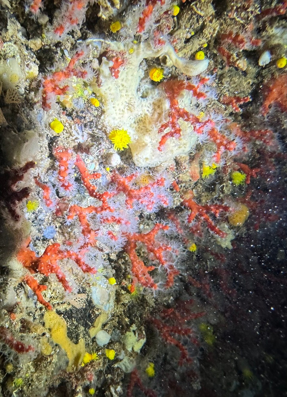 Italien - Capoliveri - Die echten roten Korallen kennen wir sonst nur von Sardinien