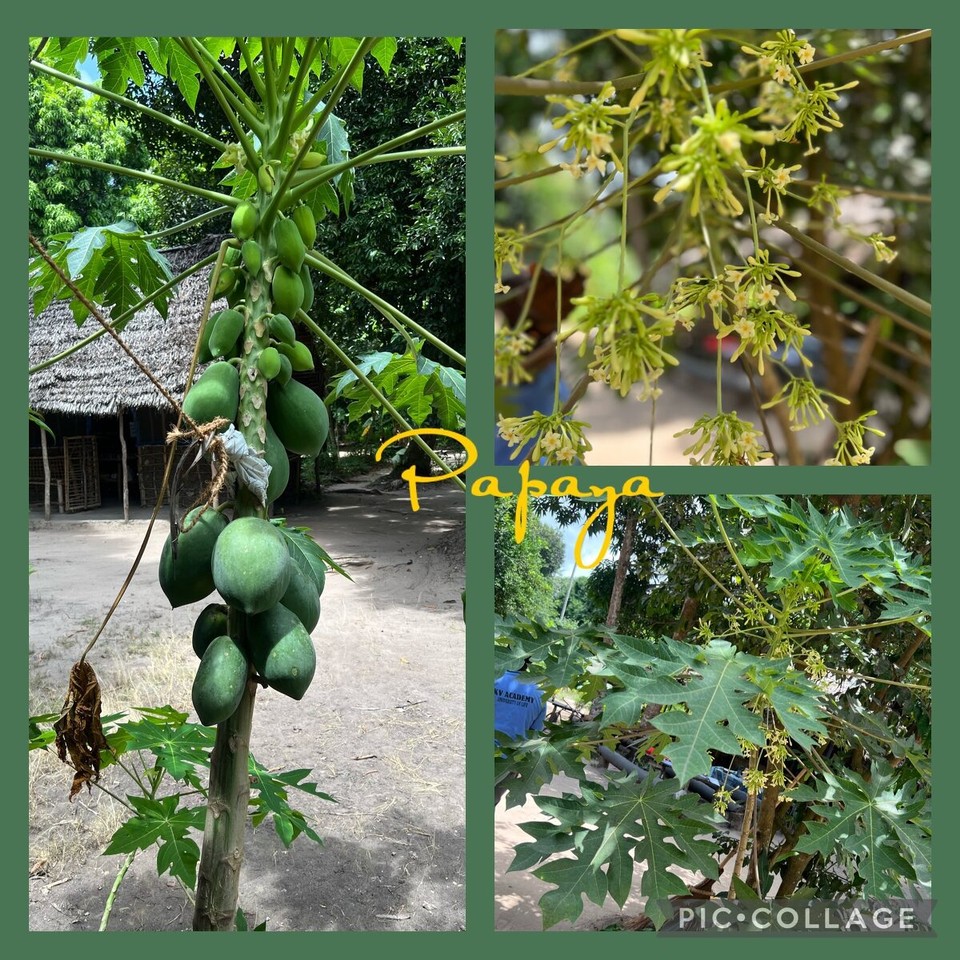 Tansania -  - 