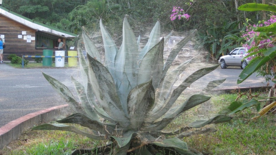 Costa Rica - Jacó - 