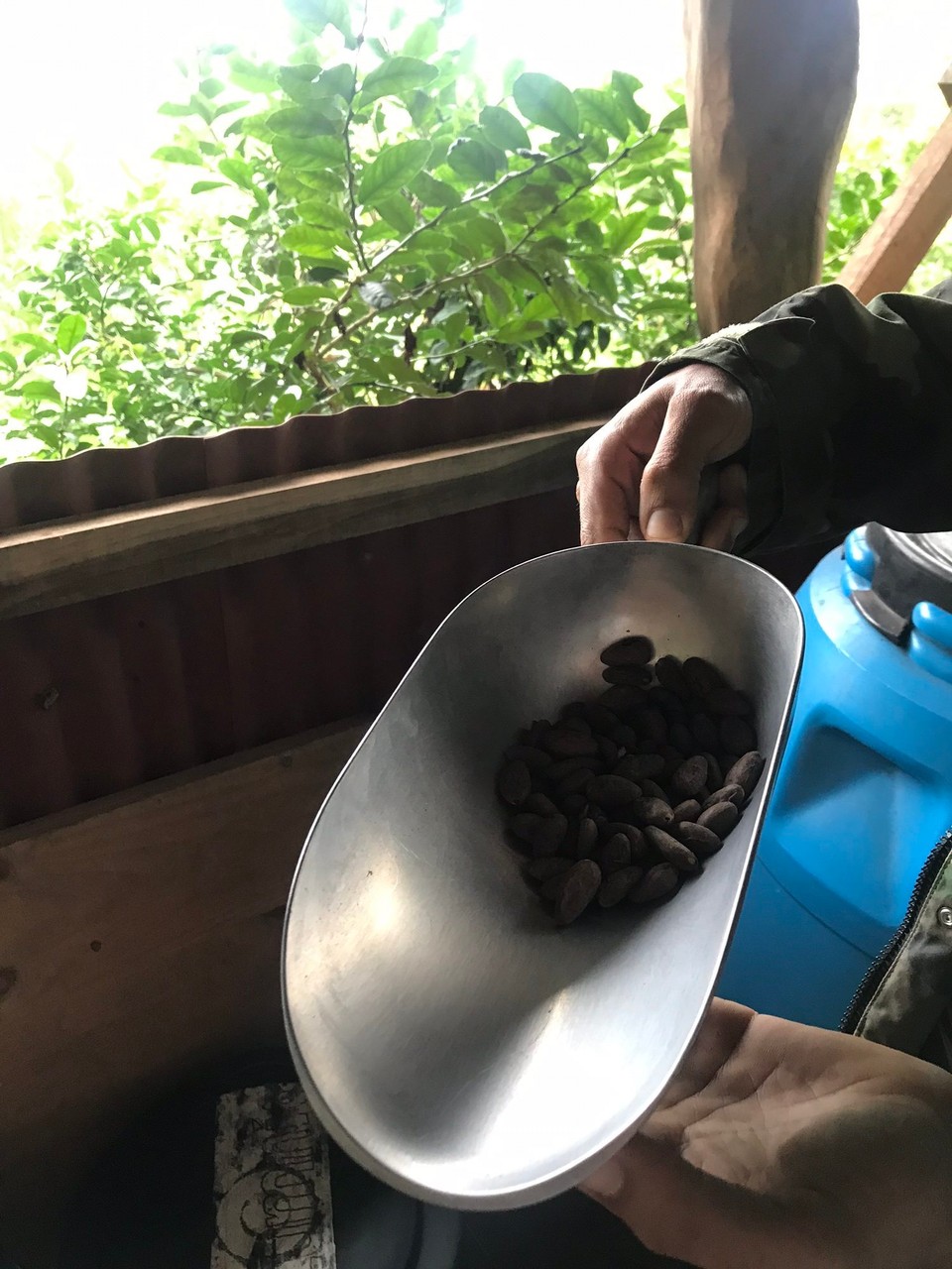 Costa Rica - Talamanca - geröstete Kakaobohnen