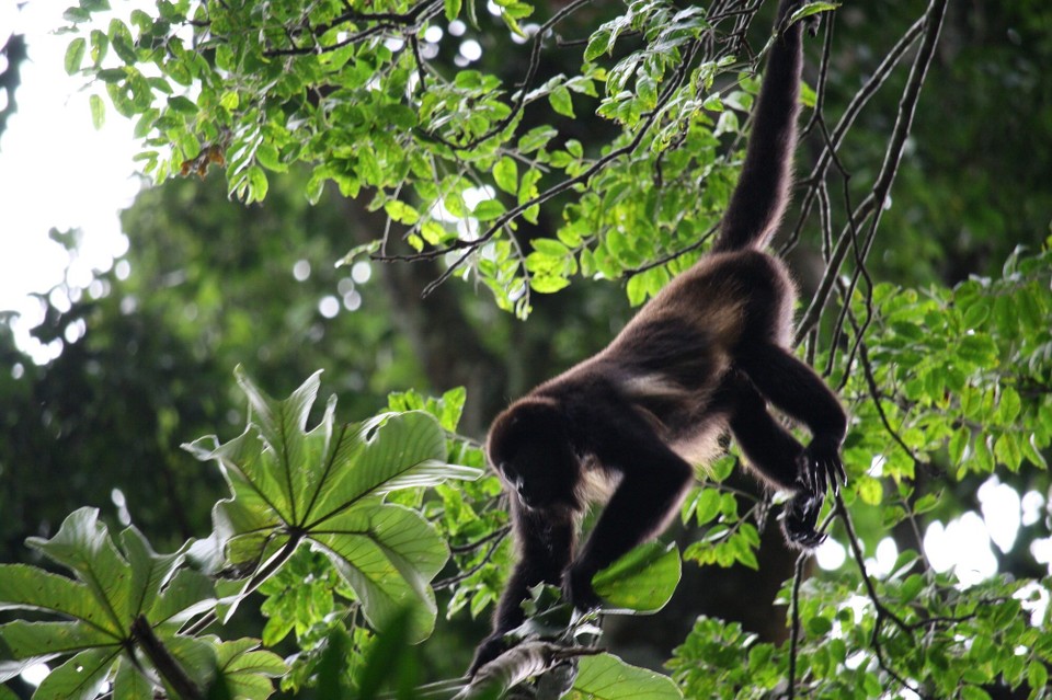 Costa Rica - Liberia - Brüllaffe 🐒