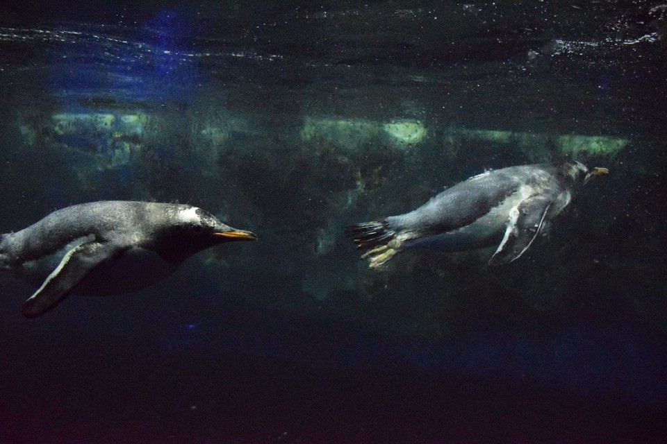 Neuseeland - Auckland - Pinguine :)