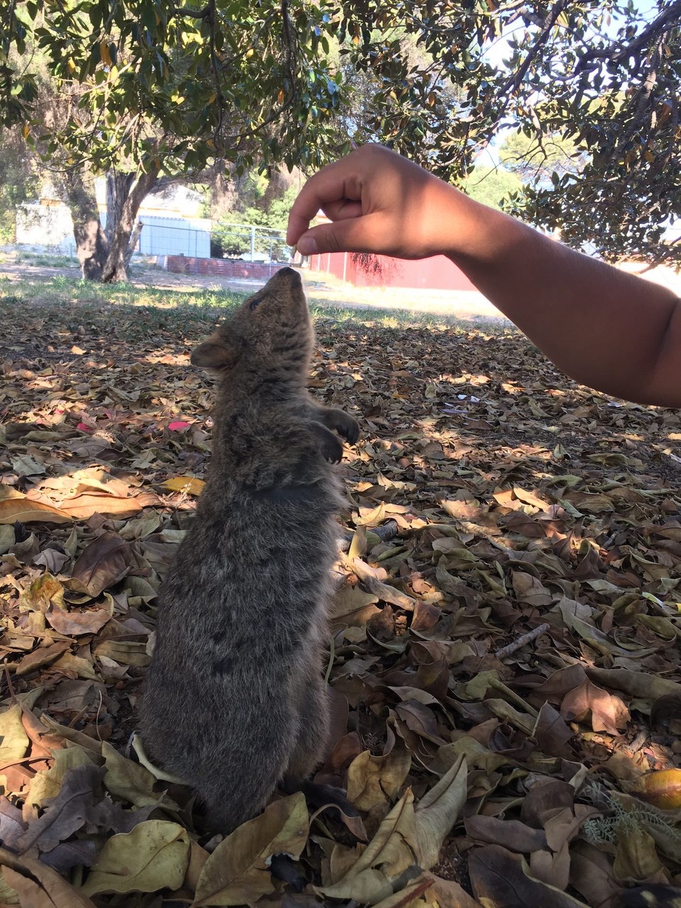 Australien - Rottnest Island - 