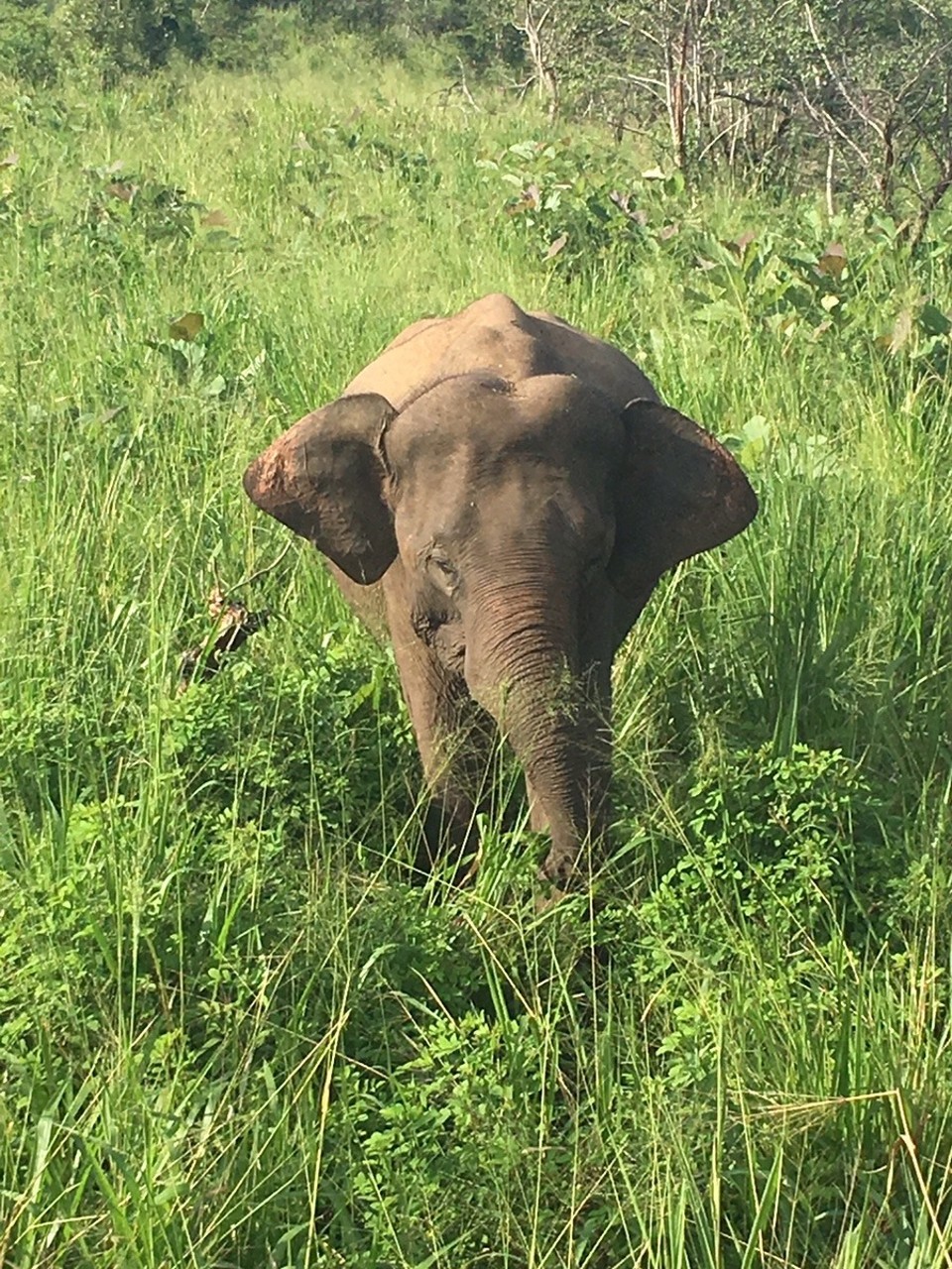 Sri Lanka -  - 