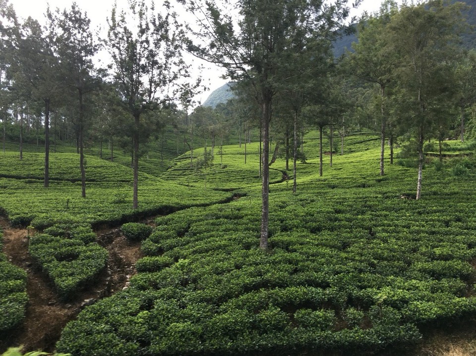 Sri Lanka - Kandy - 