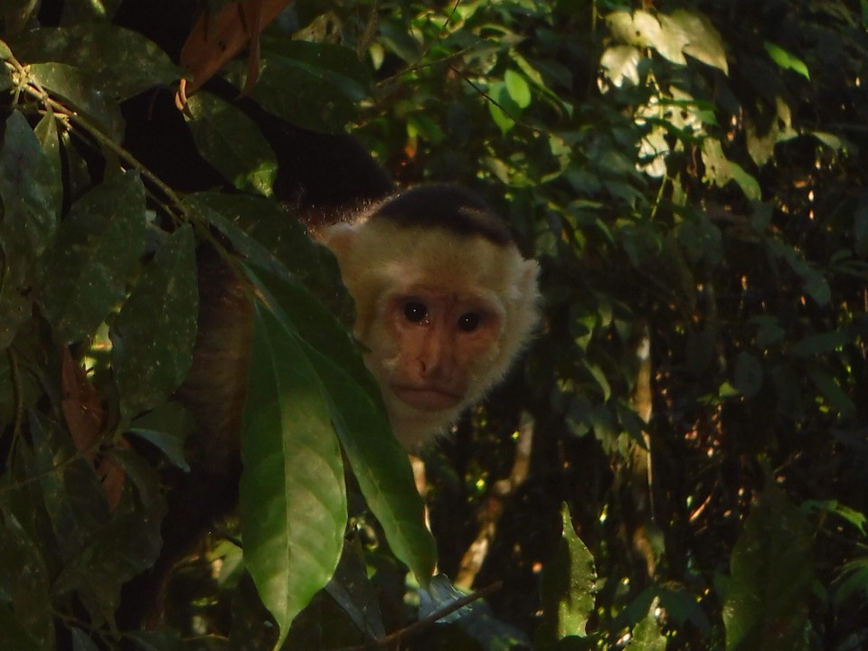 Costa Rica - Parrita - 