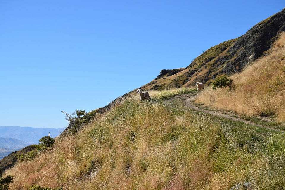 Neuseeland - Wanaka - Gegenverkehr!