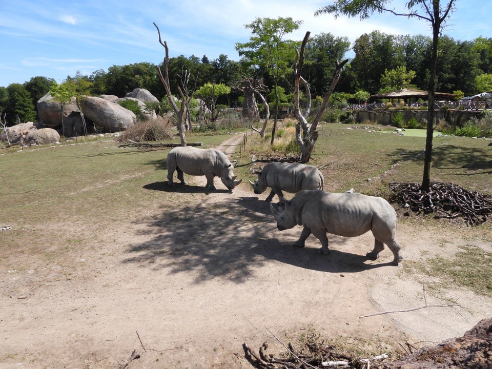 Schweiz - Zürich - zwei von ihnen gehen immer dicht zusammen, das Dritte alleine. Bei Begegnung kurzes beschnuppern....