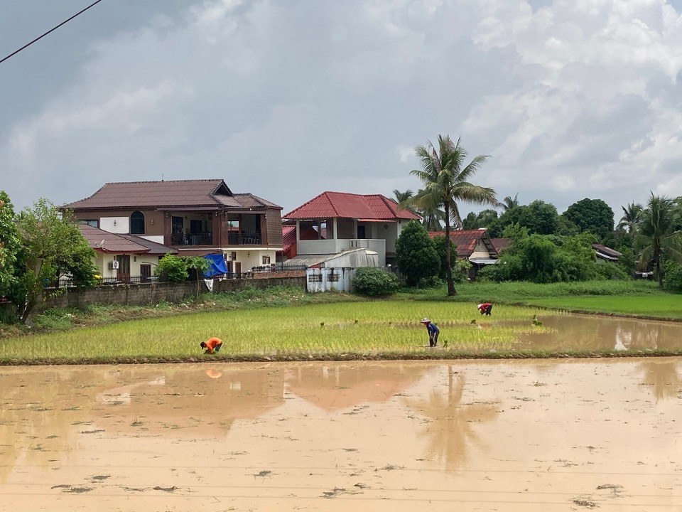 Laos - Hadxaifong - Regen hört zum Glück auch schnell wieder auf 😃 so sehen wir wie Reis angepflanzt wird