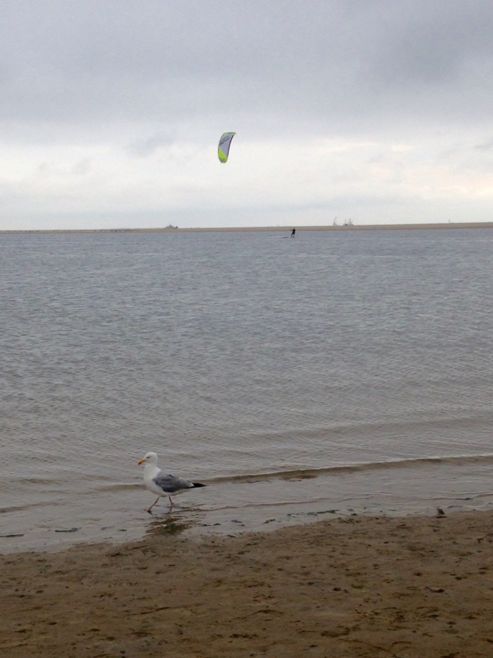 Deutschland - Borkum - Today sveeral hours beachwalking! kiter  with  sea gull