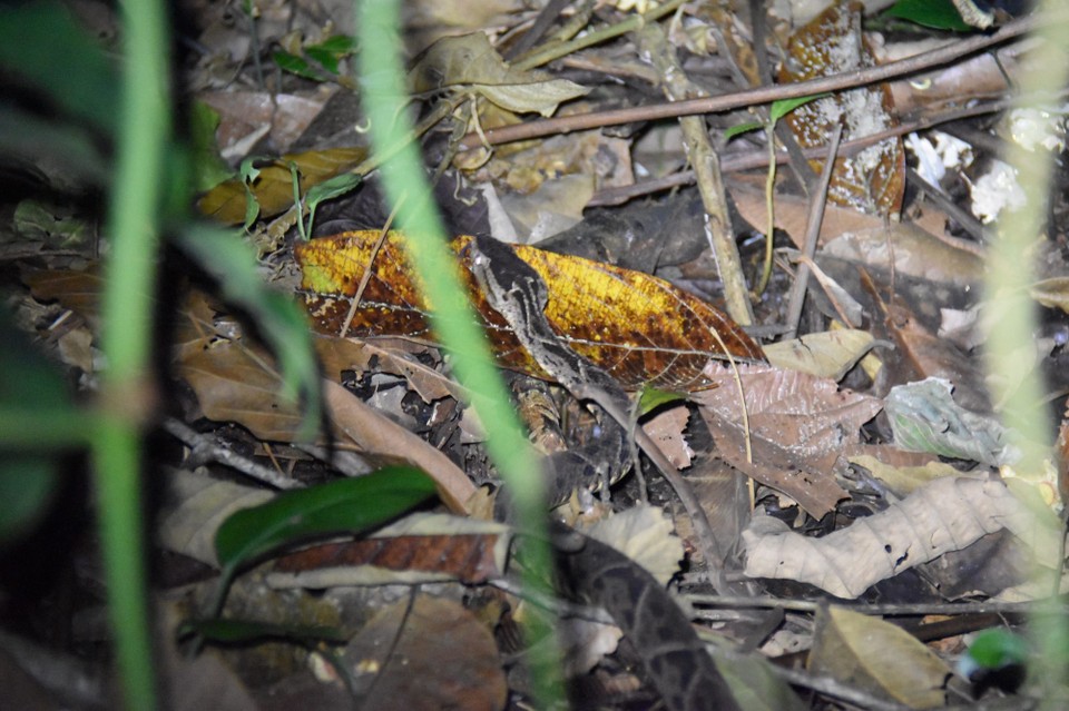 Costa Rica - La Fortuna - Zum Glück stand sie nicht so auf unsere hellen Taschenlampen und zog weiter.